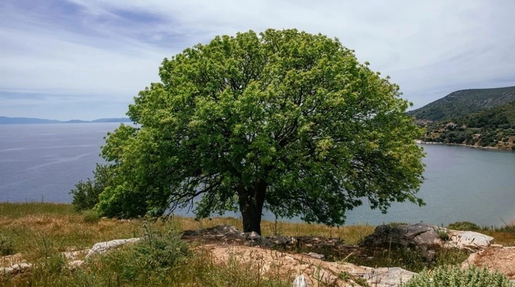 Gümüldür yazlık ve villa temizliği